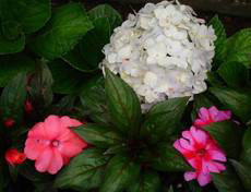 Baguio flowers image