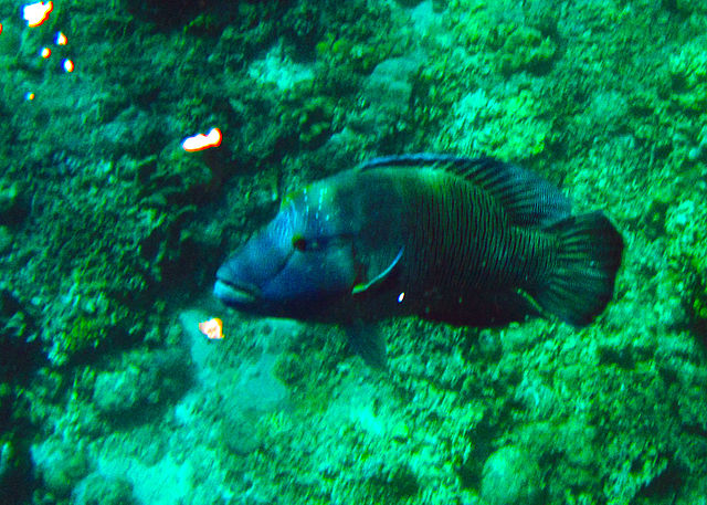 Wrasse at Apo Reef, Philippines (image)