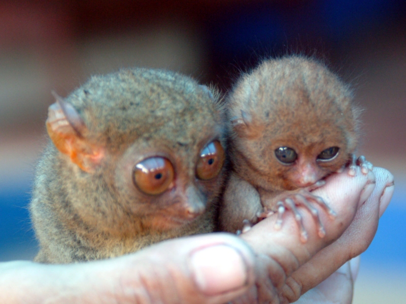 Two Philippine Tarsiers (image)