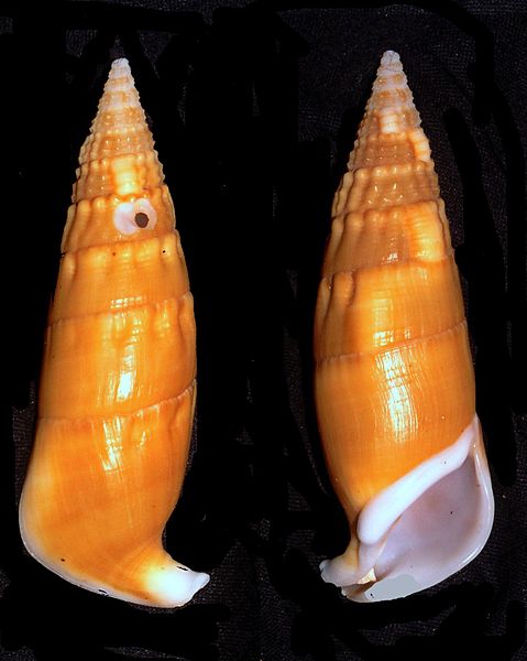 Two Rhinoclavis vertagus shells from Siargao Island, Philippines (image)