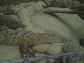 Philippine crocodile (photo)